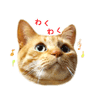 茶トラ 猫 日常 スタンプ（個別スタンプ：25）