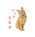 茶トラ 猫 日常 スタンプ（個別スタンプ：26）