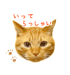 茶トラ 猫 日常 スタンプ（個別スタンプ：27）