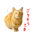 茶トラ 猫 日常 スタンプ（個別スタンプ：29）