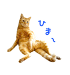 茶トラ 猫 日常 スタンプ（個別スタンプ：30）