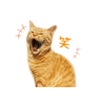 茶トラ 猫 日常 スタンプ（個別スタンプ：31）