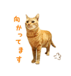 茶トラ 猫 日常 スタンプ（個別スタンプ：32）