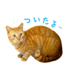 茶トラ 猫 日常 スタンプ（個別スタンプ：33）