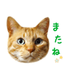 茶トラ 猫 日常 スタンプ（個別スタンプ：34）