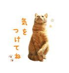 茶トラ 猫 日常 スタンプ（個別スタンプ：35）