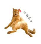 茶トラ 猫 日常 スタンプ（個別スタンプ：36）