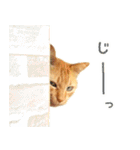 茶トラ 猫 日常 スタンプ（個別スタンプ：38）