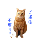 茶トラ 猫 日常 スタンプ（個別スタンプ：40）