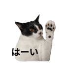 202205pets（個別スタンプ：2）