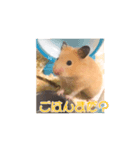 ボク、クマたろう（個別スタンプ：8）
