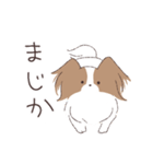 日常で使える♪パピヨン（個別スタンプ：19）