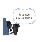 ボーダーコリー(BK＆W) - msg 1（個別スタンプ：13）