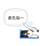 ボーダーコリー(BK＆W) - msg 1（個別スタンプ：24）