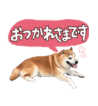 毎日使える♪かわいい柴犬ポンタの日常（個別スタンプ：1）