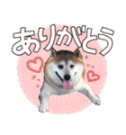 毎日使える♪かわいい柴犬ポンタの日常（個別スタンプ：6）