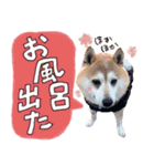 毎日使える♪かわいい柴犬ポンタの日常（個別スタンプ：17）