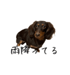 愛犬ポムのスタンプ（個別スタンプ：7）