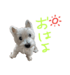 ウェスティのりくちぇるです！（個別スタンプ：1）