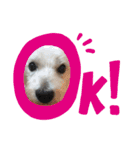ウェスティのりくちぇるです！（個別スタンプ：14）