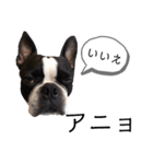 気付けば覚えちゃってる楽チン韓国語（個別スタンプ：13）