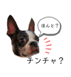 気付けば覚えちゃってる楽チン韓国語（個別スタンプ：17）
