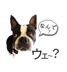 気付けば覚えちゃってる楽チン韓国語（個別スタンプ：19）