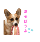 コーギー JINの毎日スタンプ（個別スタンプ：6）