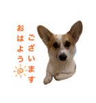 コーギー JINの毎日スタンプ（個別スタンプ：10）