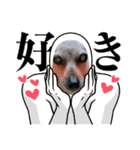 うちの可愛い松子ちゃん（個別スタンプ：11）