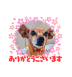 うちの可愛い松子ちゃん（個別スタンプ：12）