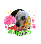 うちの可愛い松子ちゃん（個別スタンプ：14）