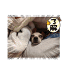うちの可愛い松子ちゃん（個別スタンプ：16）