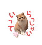 カフェオニさんのご挨拶❤️（個別スタンプ：7）