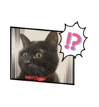 リアル黒猫・ロシアンブルー・ベンガル（個別スタンプ：2）