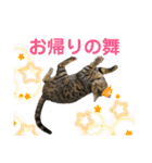 リアル黒猫・ロシアンブルー・ベンガル（個別スタンプ：4）
