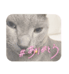 リアル黒猫・ロシアンブルー・ベンガル（個別スタンプ：9）