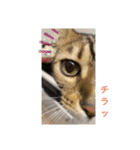 リアル黒猫・ロシアンブルー・ベンガル（個別スタンプ：10）