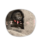 リアル黒猫・ロシアンブルー・ベンガル（個別スタンプ：12）