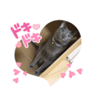 リアル黒猫・ロシアンブルー・ベンガル（個別スタンプ：13）