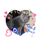 リアル黒猫・ロシアンブルー・ベンガル（個別スタンプ：18）
