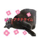 リアル黒猫・ロシアンブルー・ベンガル（個別スタンプ：22）