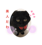 リアル黒猫・ロシアンブルー・ベンガル（個別スタンプ：23）
