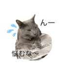 リアル黒猫・ロシアンブルー・ベンガル（個別スタンプ：25）