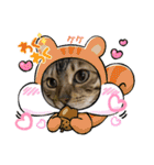 リアル黒猫・ロシアンブルー・ベンガル（個別スタンプ：26）