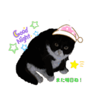 リアル黒猫・ロシアンブルー・ベンガル（個別スタンプ：27）