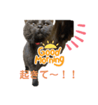 リアル黒猫・ロシアンブルー・ベンガル（個別スタンプ：28）