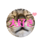 リアル黒猫・ロシアンブルー・ベンガル（個別スタンプ：29）