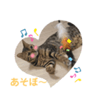 リアル黒猫・ロシアンブルー・ベンガル（個別スタンプ：34）