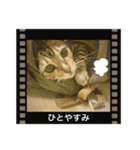 リアル黒猫・ロシアンブルー・ベンガル（個別スタンプ：35）